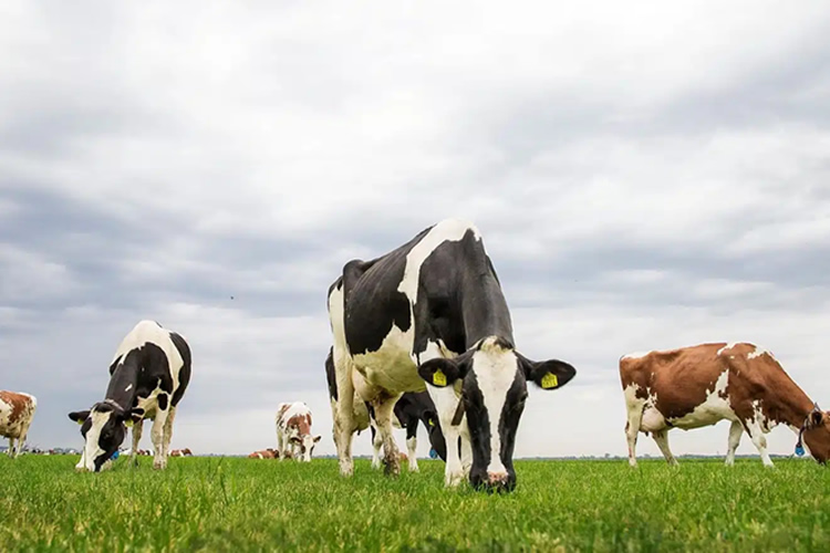 Unión Europea: Durante abril sube la producción lechera un 1,2%