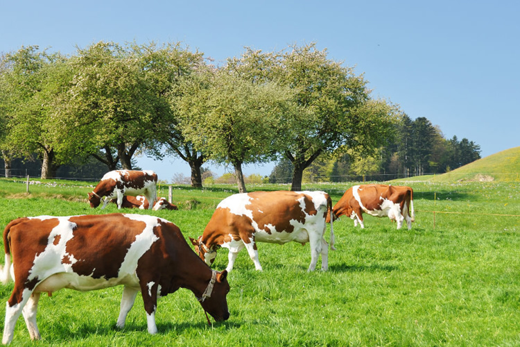 Comunidad láctea internacional conoce panorama sectorial chileno