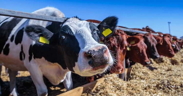 Producir carne y leche: nuevos estudios rebajan su impacto ambiental a la mitad