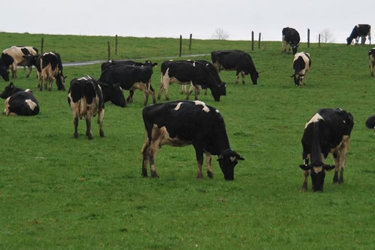 Precio de la leche cruda registra baja de 1,0% hasta abril  2025