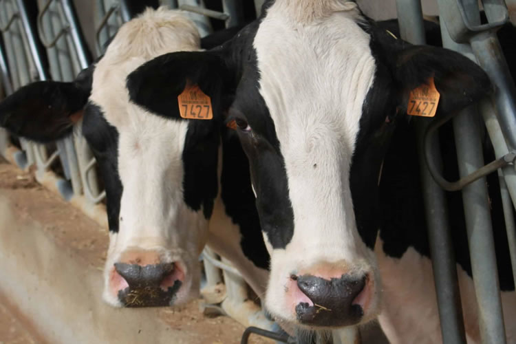 El precio de la leche en Europa asciende un 15,2% más que en 2024