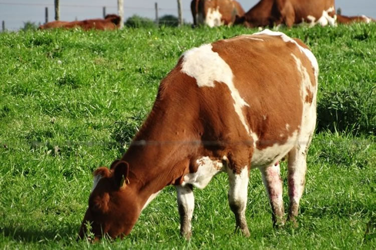 ¿Cómo podría afectar la gripe aviar al ganado vacuno europeo?