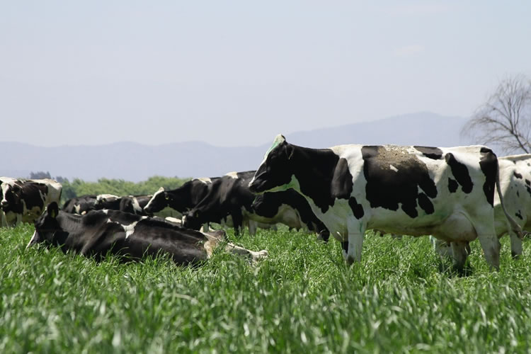 Recepción nacional de leche con crecimiento sostenido a mayo 