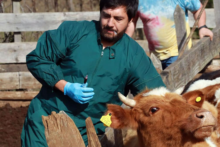 Fedeleche destaca la importancia del control y el muestreo contra la brucelosis bovina