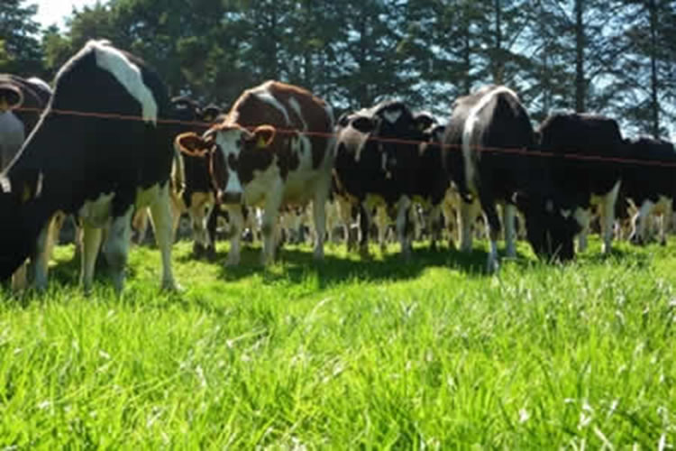 Situación producción láctea en Oceanía, UE y Sudamérica- USDA