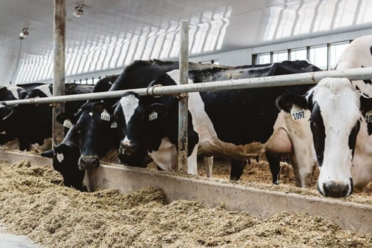 Nueva Zelanda lleva su queja sobre lácteos de Canadá a EE. UU.