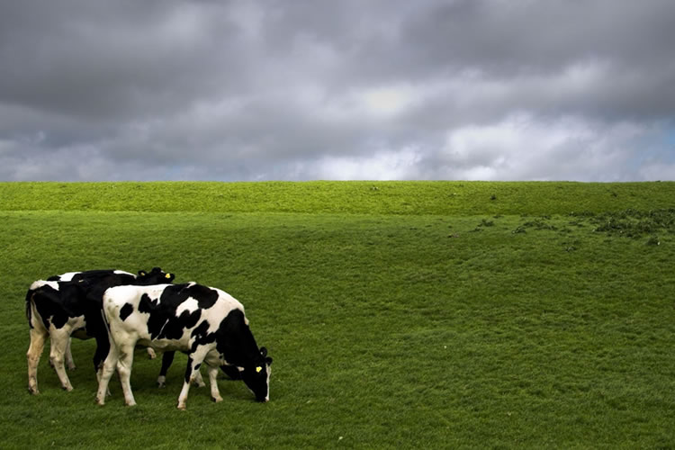 Producción de leche en Chile aumenta un 7,7% al mes de mayo  
