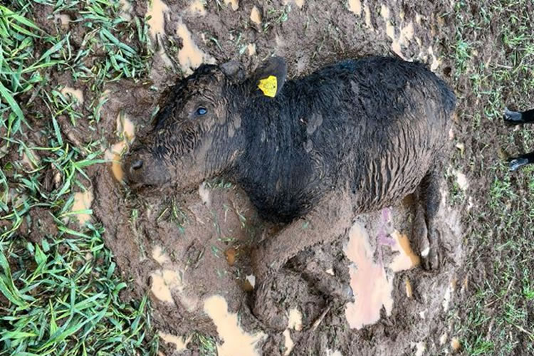 Ataque de perros asilvestrados provoca estampida de 120 vacunos