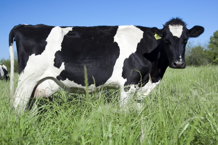 La producción argentina de leche creció 12% en el primer semestre 2025