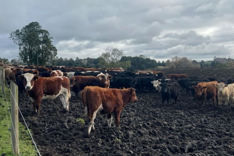 Estrés por frío en ganado bovino en Chile: una amenaza silenciosa bajo cero