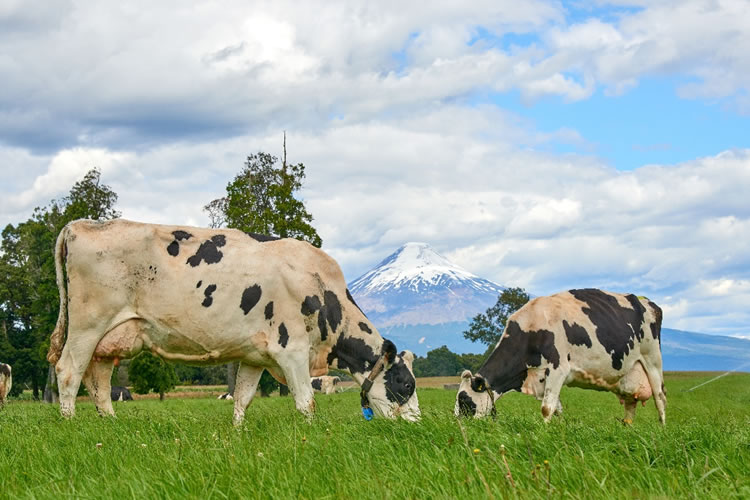 Fortalezas y desafíos del sector lácteo  