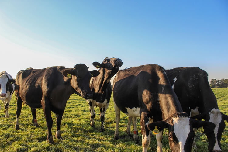 Aplicación chilena busca frenar pérdidas en el retiro y transporte de la leche.