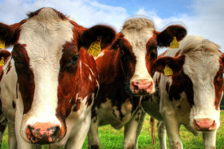 Situación producción láctea en Oceanía, UE y Sudamérica