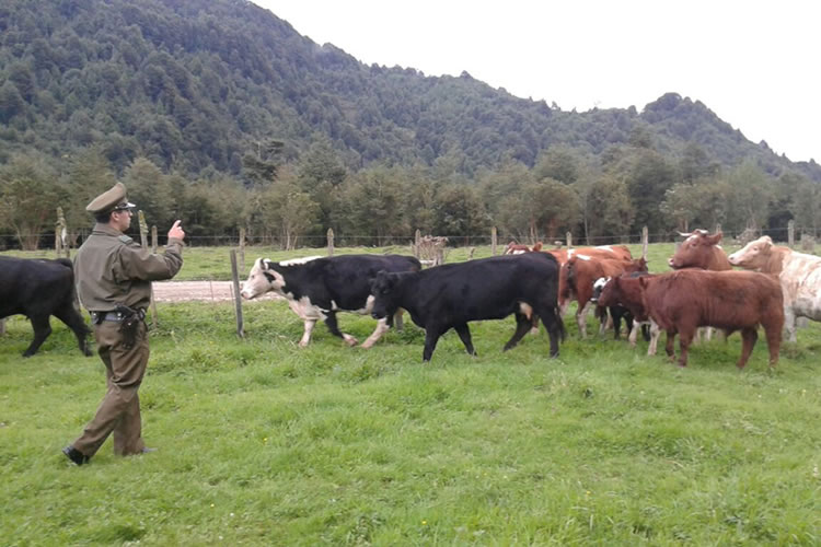 Saval alerta sobre abigeato y exige mayor coordinación ante delitos rurales