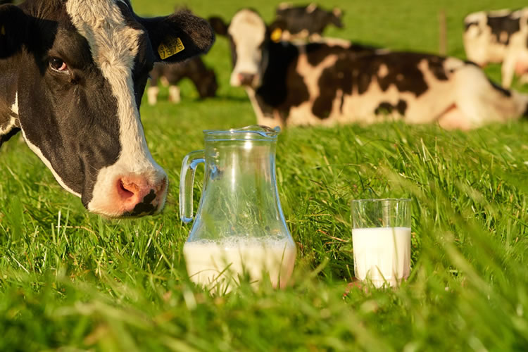 Presidente de la IDF: Industria láctea seguirá dominando el mercado 