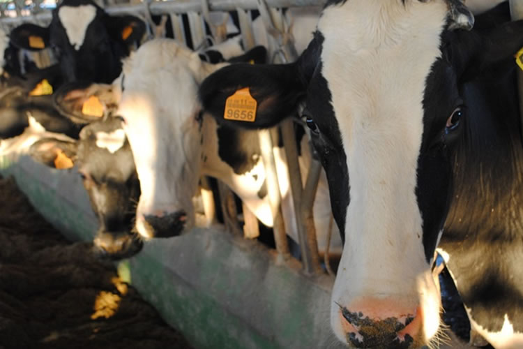 UE abre mercado a lácteos de EE.UU. con arancel del 15%