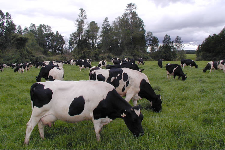 Recepción nacional de leche registra alza de 7,9% durante el primer semestre, con impulso regional