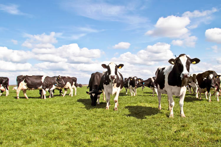 El modelo cooperativo, una alternativa sostenible para el desarrollo empresarial