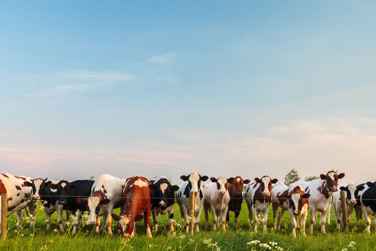 Europa ajusta precios, mientras el comercio internacional muestra señales mixtas