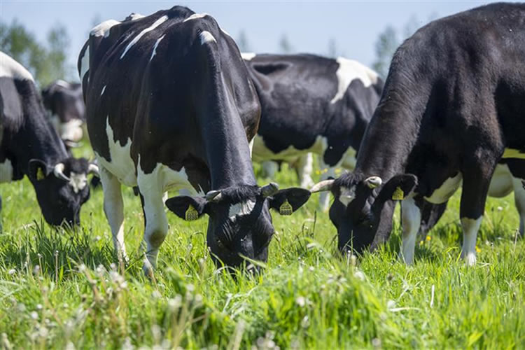 Australia producirá la primera vacuna contra la fiebre aftosa 