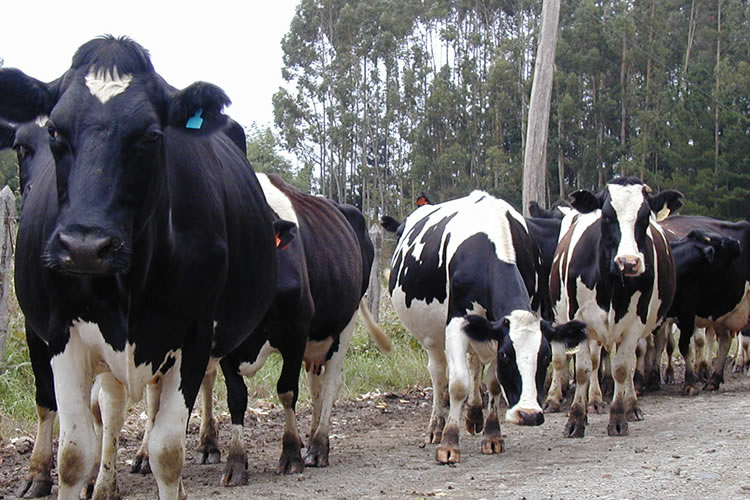 Producción lechera muestra signos de recuperación, aunque precios siguen estancados