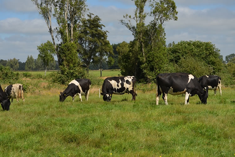 El compromiso del sector lechero con la sustentabilidad