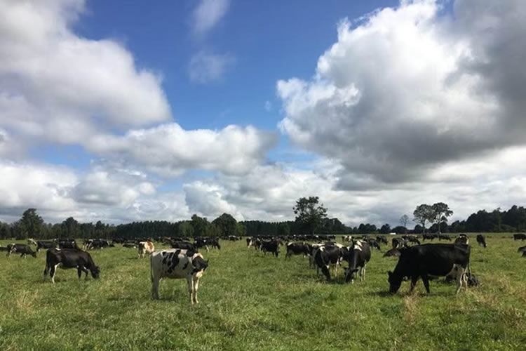 Fedeleche analiza desafíos y coyuntura del sector lácteo en reunión de directorio