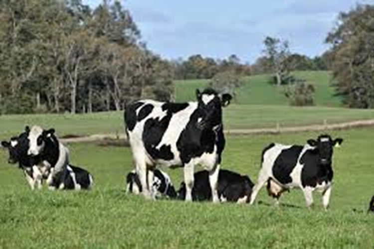 Ataques de perros al ganado generan alarma: Acusan tenencia irresponsable 