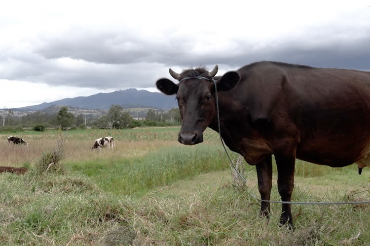 El índice de precios de los productos lácteos de FAO disminuye en septiembre