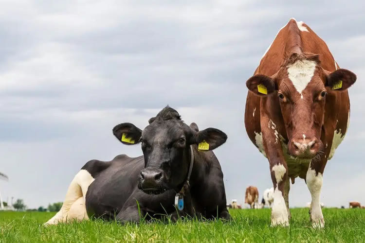 El precio medio de la leche registra alza interanual del 12,0% en la UE