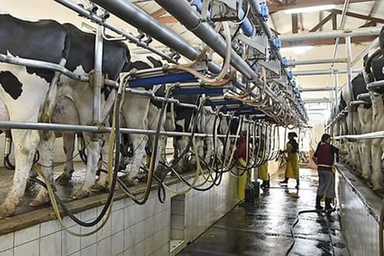 La producción de leche en Argentina crece, pero tiende a la concentración