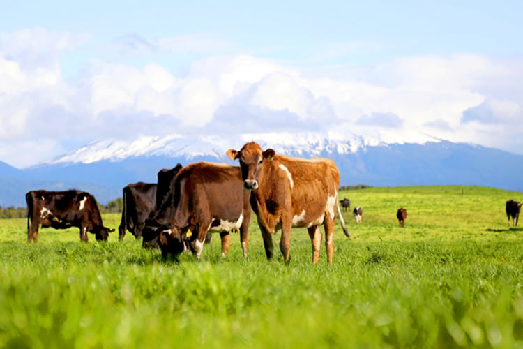 Empresa lechera Manuka renueva por tercer año certificaciones medioambientales y de bienestar animal