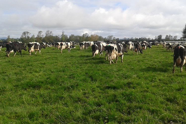 Prevén buen rendimiento en las praderas por anticipo de primavera