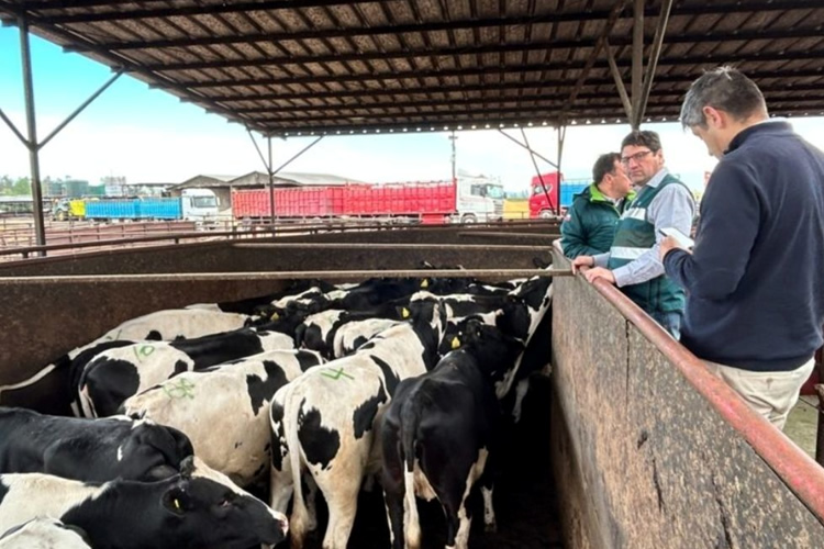 Chile exporta casi mil vaquillas de elite genética desde Linares hacia mercado asiático