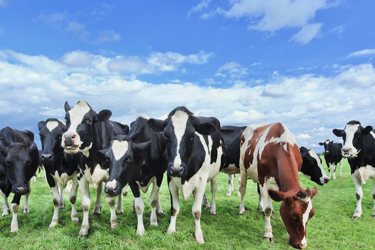 Nueva Zelanda elimina el impuesto al metano agrícola