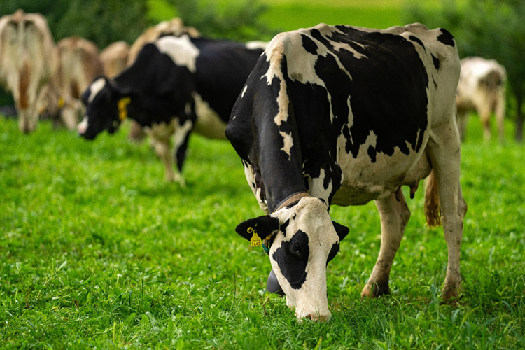 Situación producción láctea en Oceanía, UE y Sudamérica