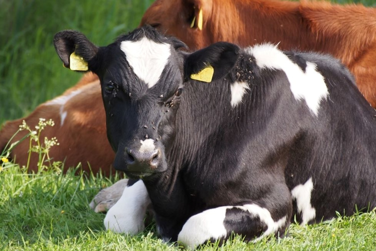 ¿Cómo prevenir el estrés calórico en el ganado?