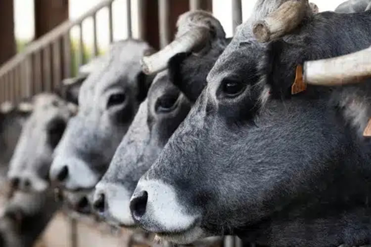 Francia no exportará cabezas de ganado vacuno en los próximos 15 días