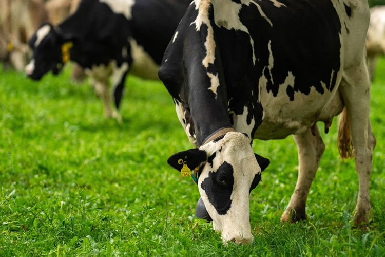 Situación producción láctea en Oceanía, UE y Sudamérica