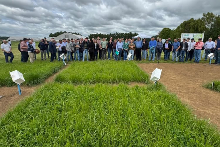 INIA da a conocer avances en el uso de praderas mixtas de ballicas con trébol