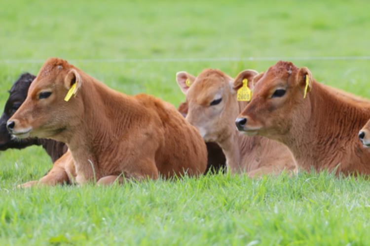 Empresa lechera Manuka renueva certificaciones de bienestar animal y sostenibilidad en sus predios