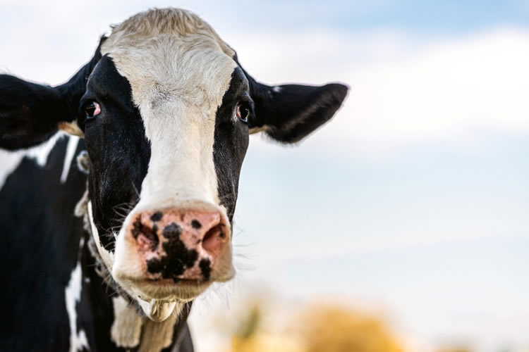 Recepción nacional de leche crece 7,3% entre enero y octubre de 2025