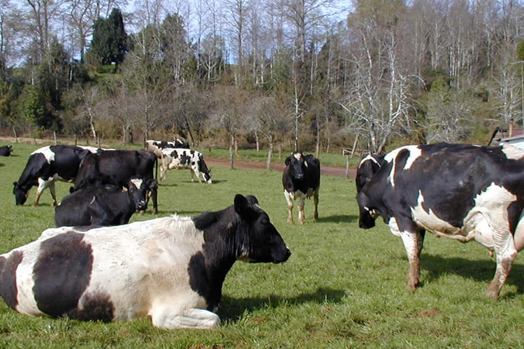 Precio al productor de leche retrocede 1,5 % al mes de octubre 