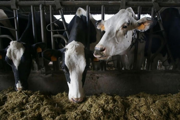 China impone aranceles provisionales de hasta el 42,7% a los lácteos procedentes de la UE