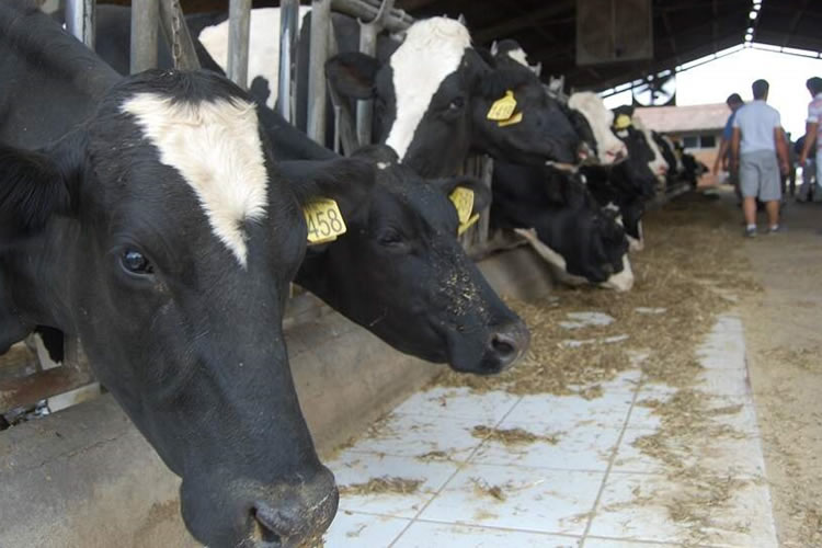 Brasil se consolida como el cuarto productor mundial de leche