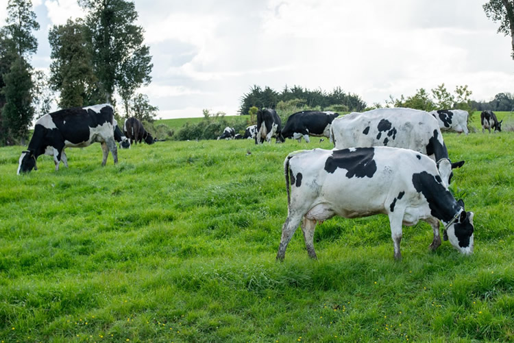 Año lechero cierra con fuerte paradoja: crece recepción en plantas y decae precio por litro