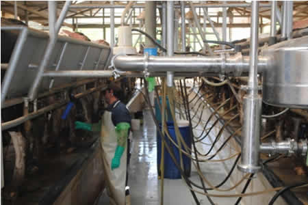 Apoyando la empleabilidad del sector lechero 