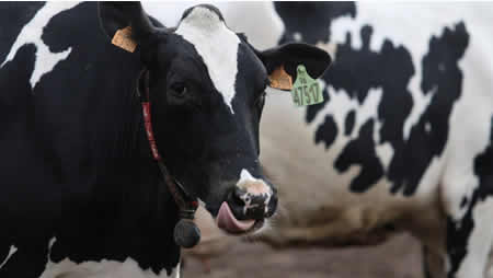 Cuarta subida consecutiva del precio de la leche en Europa