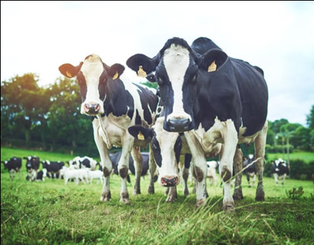 Buen pronóstico de Rabobank para la industria australiana 