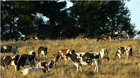 Alerta por sequía: Producción ha caído hasta un 25% en algunas zonas